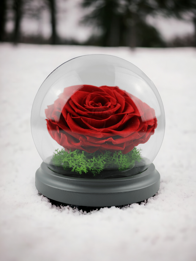 Konservierte Rose Rot im Glas Jahrestag Geburtstag Geschenk