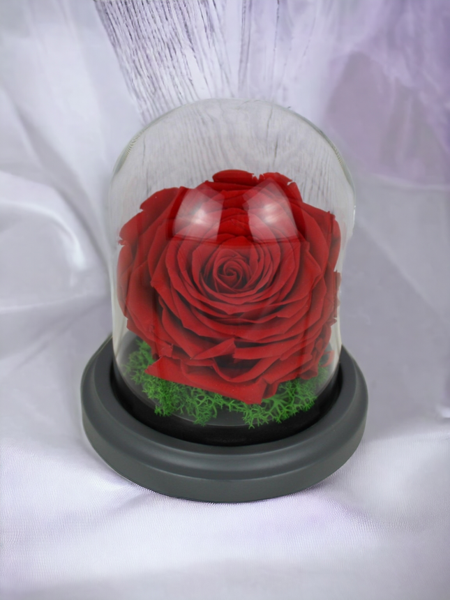 Trandafir conservat, rosu, in cutie de sticla, aniversare