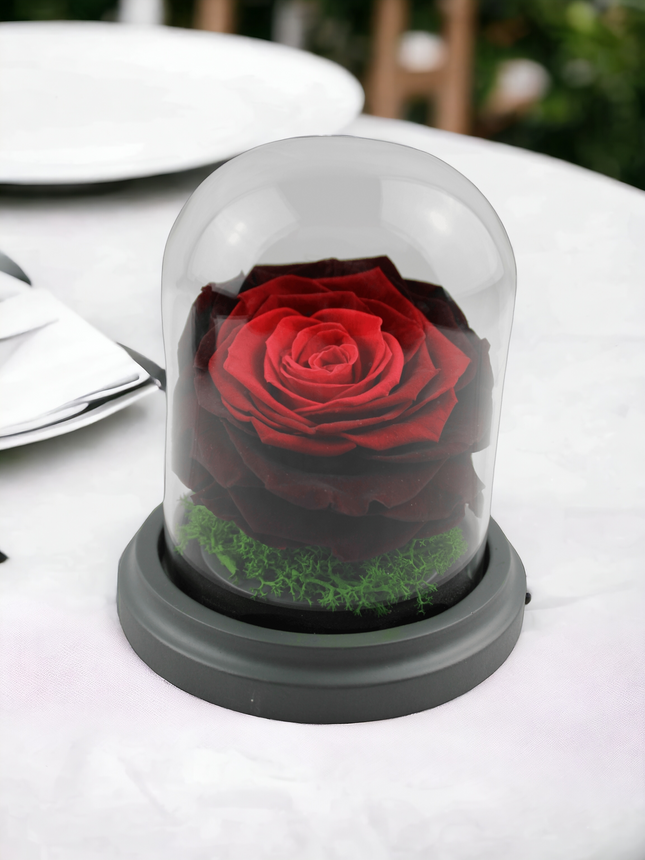 Trandafir conservat, roșu închis, cutie de sticlă aniversare
