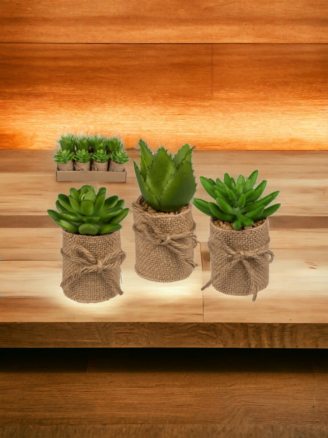 Decoration succulents in a pot with jute fabric SET