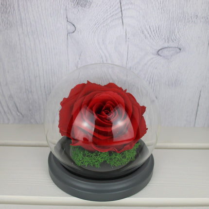 Konservierte Rose Rot im Glas Jahrestag Geburtstag Geschenk - Styon
