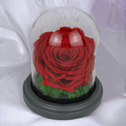 Konservierte Rose, rot, in Glasbox,Jahrestag Geburtstag - Styon