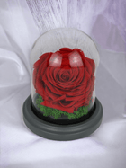 Konservierte Rose, rot, in Glasbox,Jahrestag Geburtstag - Styon