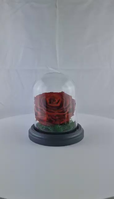 Konservierte Rose, rot, in Glasbox,Jahrestag Geburtstag