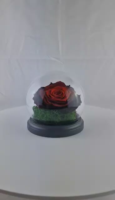 Trandafir conservat roșu închis, în sticlă aniversare aniversare